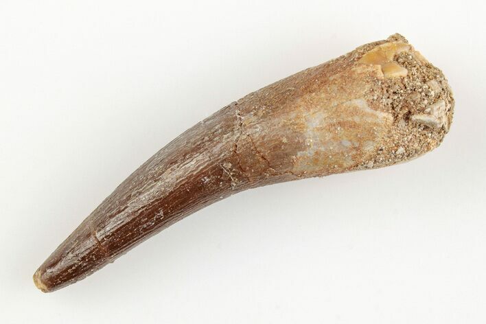 1.5" Fossil Plesiosaur (Zarafasaura) Tooth - Morocco